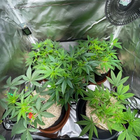 Dante’s Inferno - Mile High Dave by KilliczGe growlog timeline photo