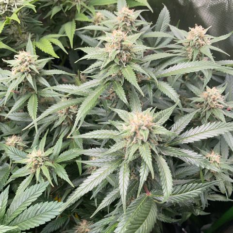 Purple Punch Automatic by KilliczGe growlog timeline photo