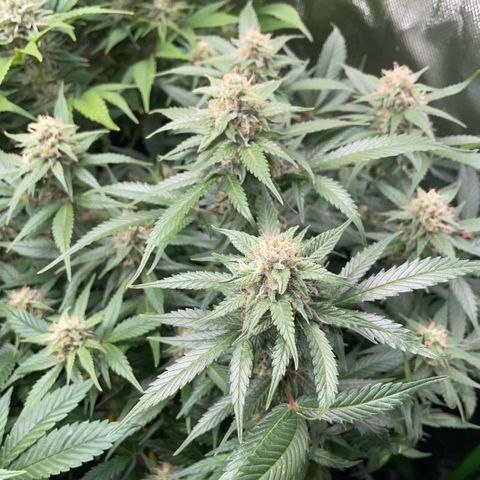 Purple Punch Automatic by KilliczGe growlog timeline photo