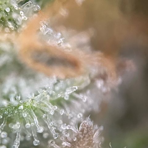 Purple Punch Automatic by KilliczGe growlog timeline photo