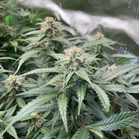 Purple Punch Automatic by KilliczGe growlog timeline photo