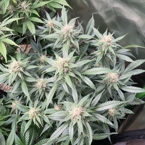 Purple Punch Automatic by KilliczGe growlog timeline photo