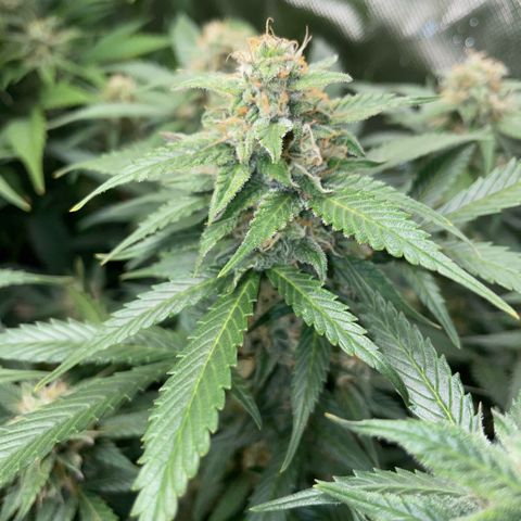 Purple Punch Automatic by KilliczGe growlog timeline photo