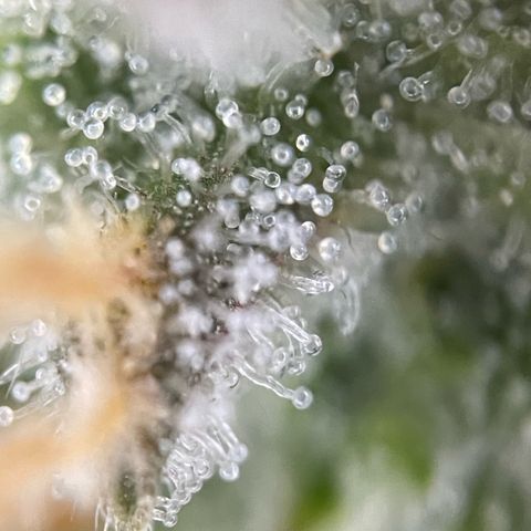 Purple Punch Automatic by KilliczGe growlog timeline photo