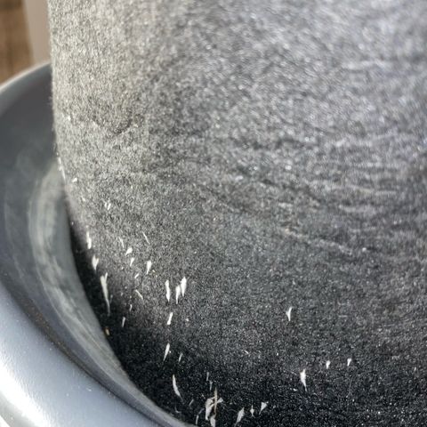 Purple Punch Automatic by KilliczGe growlog timeline photo