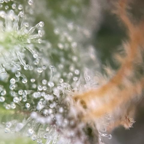 Purple Punch Automatic by KilliczGe growlog timeline photo