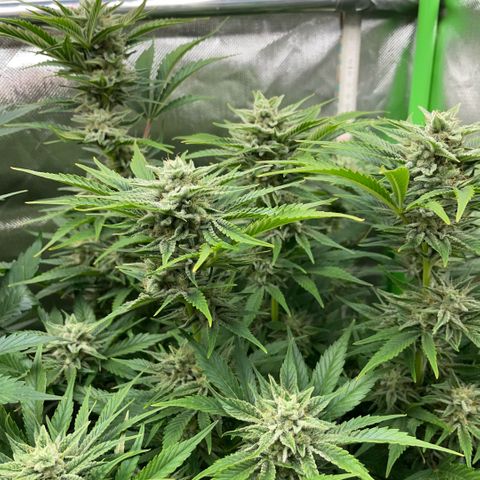 White Widow Automatic by KilliczGe growlog timeline photo