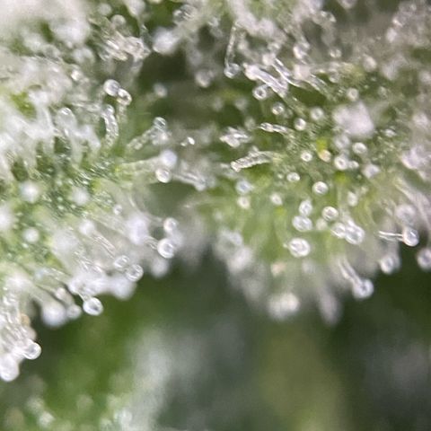 White Widow Automatic by KilliczGe growlog timeline photo