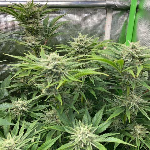 White Widow Automatic by KilliczGe growlog timeline photo