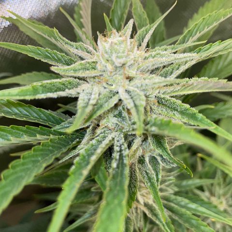 White Widow Automatic by KilliczGe growlog timeline photo