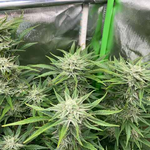 White Widow Automatic by KilliczGe growlog timeline photo