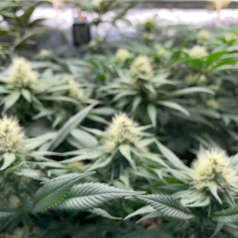 Permanent Marker by KilliczGe growlog timeline photo