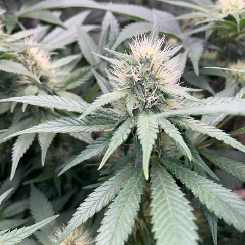 Permanent Marker by KilliczGe growlog timeline photo