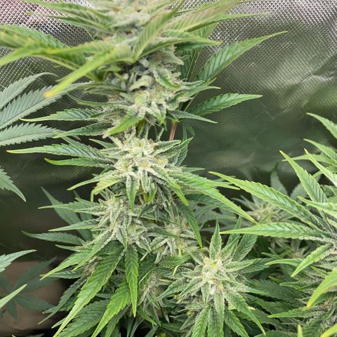 White Widow Automatic by KilliczGe growlog timeline photo