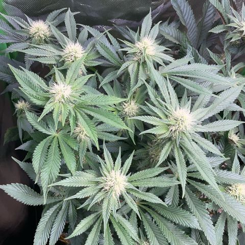 Purple Zkittlez #2 by KilliczGe growlog timeline photo