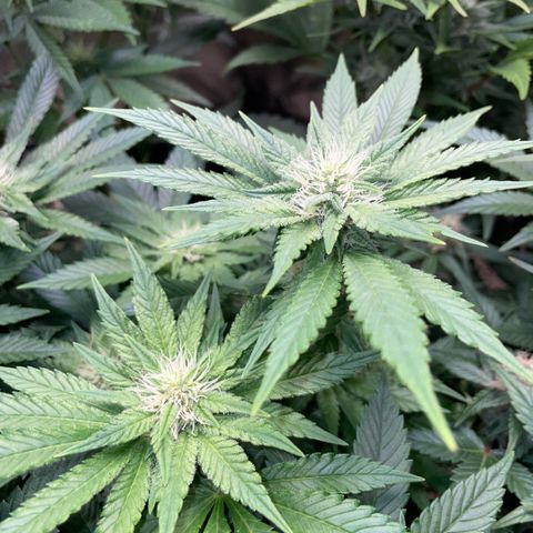 Big Bud by KilliczGe growlog timeline photo