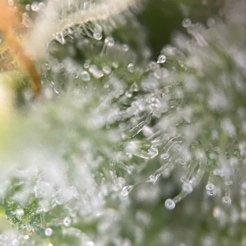 White Widow Automatic by KilliczGe growlog timeline photo