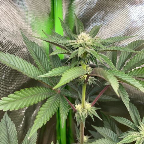 Cereal Milk #3 by KilliczGe growlog timeline photo