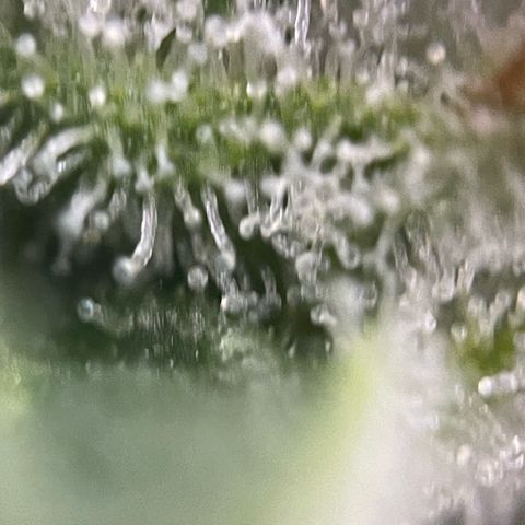 White Widow Automatic by KilliczGe growlog timeline photo