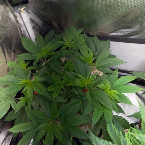 Big Bud 1 Klon 1 by KilliczGe growlog timeline photo