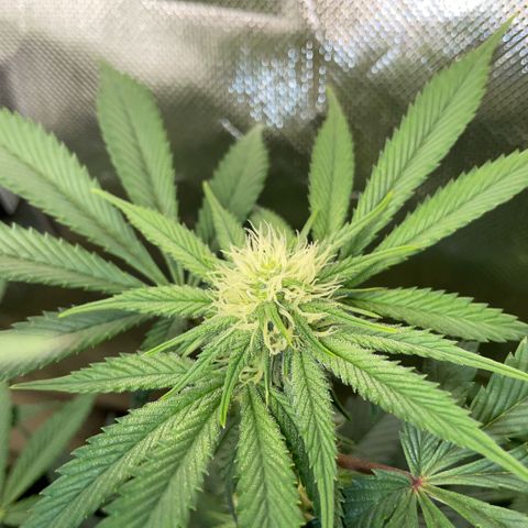 Purple Zkittlez #1 by KilliczGe growlog timeline photo