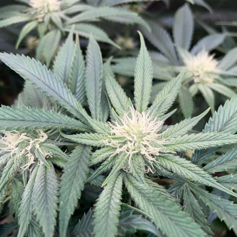 Purple Zkittlez #1 by KilliczGe growlog timeline photo