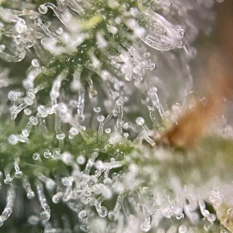 White Widow Automatic by KilliczGe growlog timeline photo
