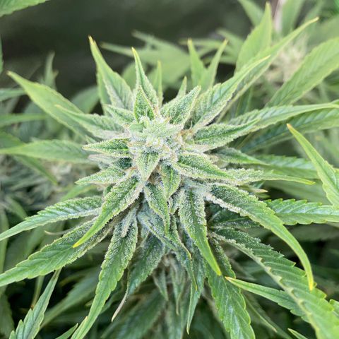 White Widow Automatic by KilliczGe growlog timeline photo