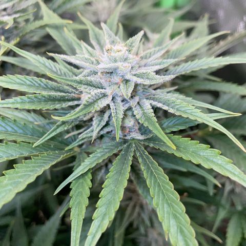 White Widow Automatic by KilliczGe growlog timeline photo