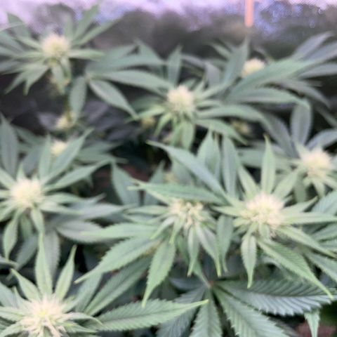 Purple Zkittlez #1 by KilliczGe growlog timeline photo