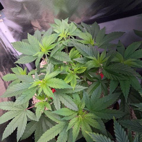 Big Bud 1 Klon 1 by KilliczGe growlog timeline photo