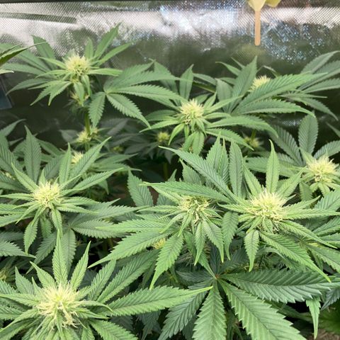 Purple Zkittlez #1 by KilliczGe growlog timeline photo