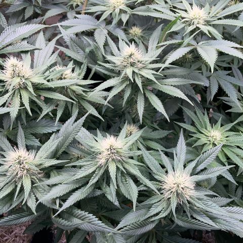 Permanent Marker by KilliczGe growlog timeline photo