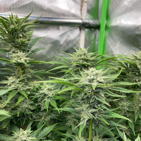 White Widow Automatic by KilliczGe growlog timeline photo