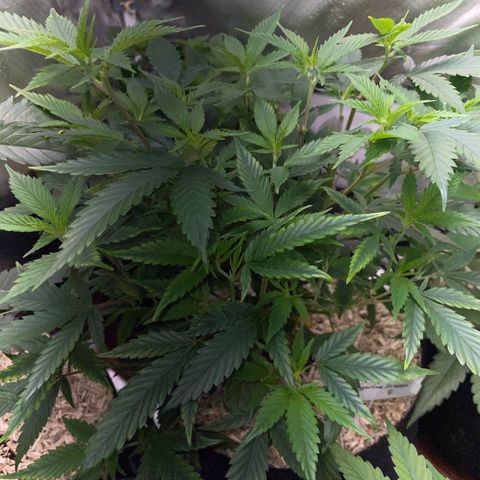 Tangerine Dream Clon #1 by KilliczGe growlog timeline photo
