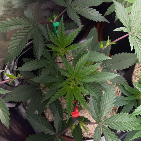 Dante’s Inferno - Mile High Dave by KilliczGe growlog timeline photo