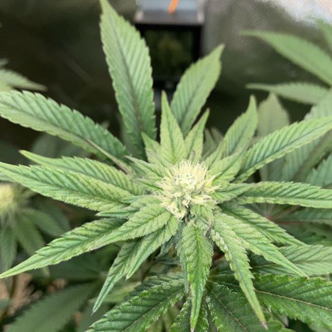 Cereal Milk #3 by KilliczGe growlog timeline photo