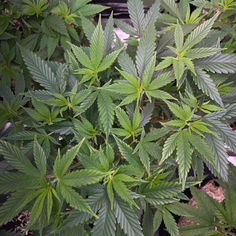 Tangerine Dream Clon #1 by KilliczGe growlog timeline photo
