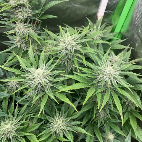 White Widow Automatic by KilliczGe growlog timeline photo