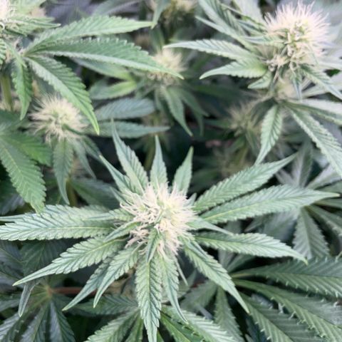 Purple Zkittlez #2 by KilliczGe growlog timeline photo