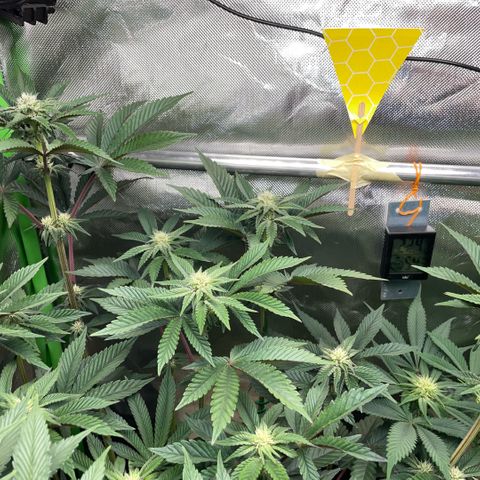 Cereal Milk #3 by KilliczGe growlog timeline photo