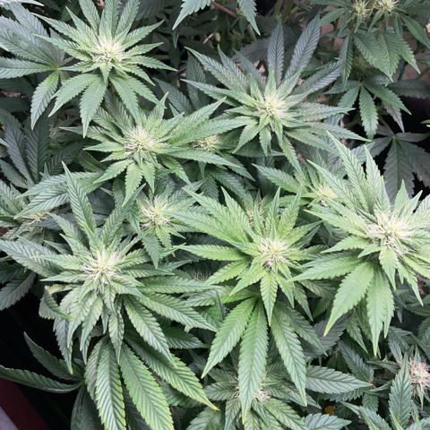 Big Bud by KilliczGe growlog timeline photo