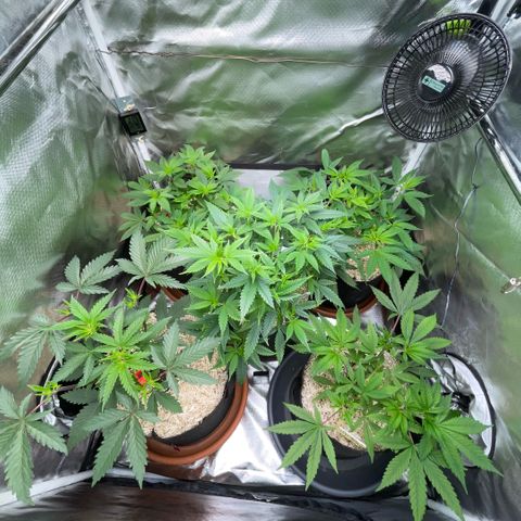 Dante’s Inferno - Mile High Dave by KilliczGe growlog timeline photo