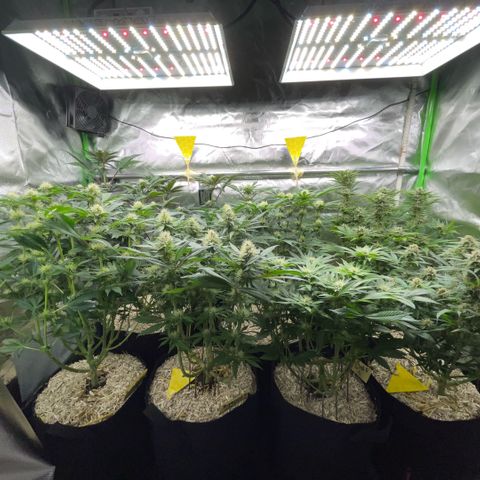 Cereal Milk #3 by KilliczGe growlog timeline photo