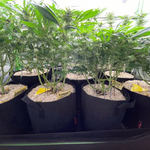 Cereal Milk #3 by KilliczGe growlog timeline photo