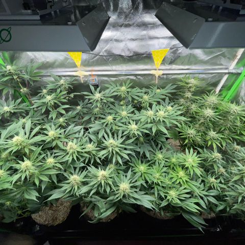 Cereal Milk #3 by KilliczGe growlog timeline photo