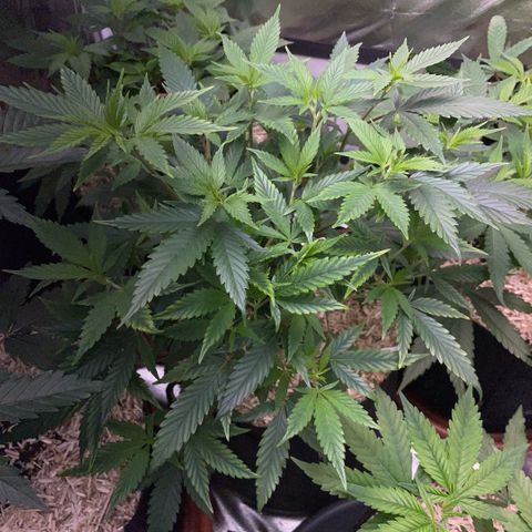 Tangerine Dream Clon #1 by KilliczGe growlog timeline photo