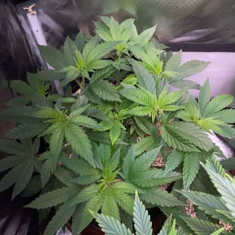 Big Bud 1 Klon 1 by KilliczGe growlog timeline photo