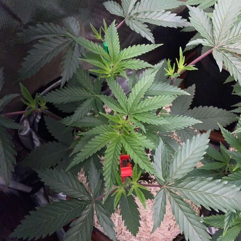 Dante’s Inferno - Mile High Dave by KilliczGe growlog timeline photo