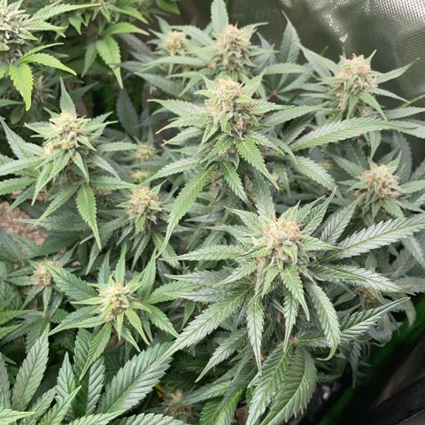 Purple Punch Automatic by KilliczGe growlog timeline photo